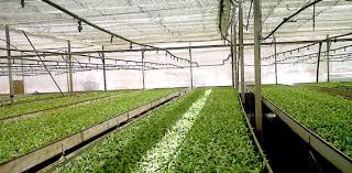 Greenhouse Protected Cultivation System in Agriculture Greenhouse Protected Cultivation System in Agriculture