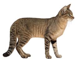 Jungle Cats Description and Complete Care Guide