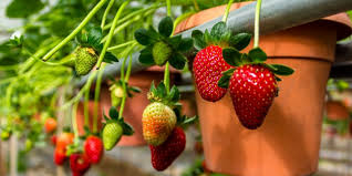 A Step by Step Guide on How to Grow Strawberries