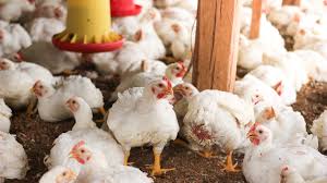 9 Ways to Enhance the Growth Rate and Maximize Profits on Broiler Production