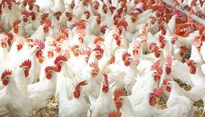 9 Ways to Enhance the Growth Rate and Maximize Profits on Broiler Production 9 Ways to Enhance the Growth Rate and Maximize Profits on Broiler Production