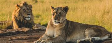 Wild Life Zoo: Meaning and Economic Importance