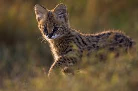 All You Need to Know About Small Wild Cats