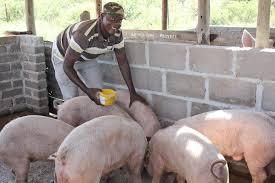 7 Things to Consider when Starting up a Piggery Project