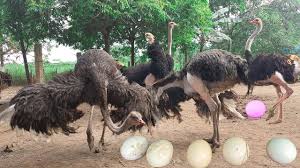 How to Raise Ostrich for AgriBusiness