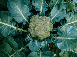 Comprehensive Guide on How to Grow Broccoli