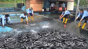 Feasibility Study on Standard Catfish Farming using Nigeria as a Case Study