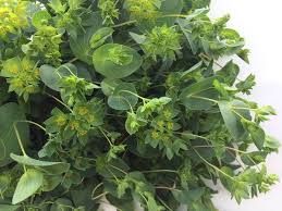 Reasons why Bupleurum is good for your Health
