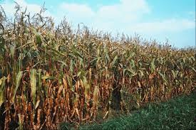 Methods of Reducing Crop Deterioration in Agricultural Produce