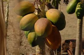 Understanding Crop Maturity in Agriculture Understanding Crop Maturity in Agriculture
