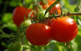 Understanding Crop Maturity in Agriculture Understanding Crop Maturity in Agriculture