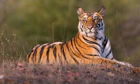 All You Need to Know About Tigers in the Wild