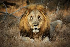 All You Need To Know About Lion In The Wild