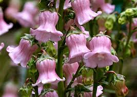 BellFlowers – All You Need to Know