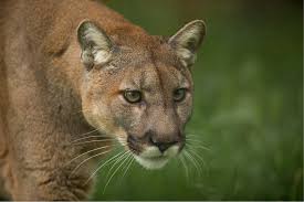 All You Need to Know About Texas Wild Life