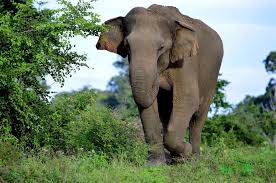 The Sri Lankan Elephant: History, Health and Nutrition