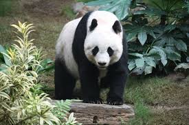 All You Need To Know About The Wild Panda