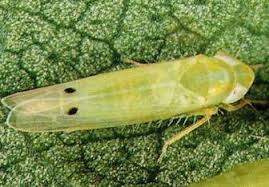 Leafhopper or Jassid – Symptoms and Damage Prevention