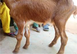 What is the Remedy for Goat Kid White and Yellow Loose Motion