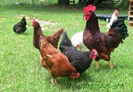 All you need to know About Local Chicken