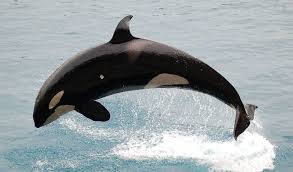 All You Need To Know About Orcas In The Wild
