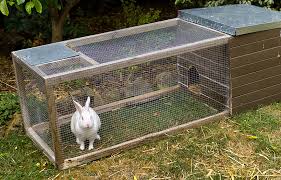 All you need to know About Rabbit Housing