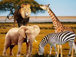 Wild African Animals: Behavioral Adaptation, Habitats and Range