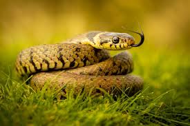 Wild Snake: Description, Health and Nutrition