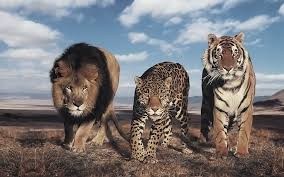 All you need to know About Big Wild Cats