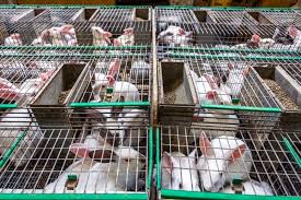 Here are the Equipment's needed in your Rabbit Farm