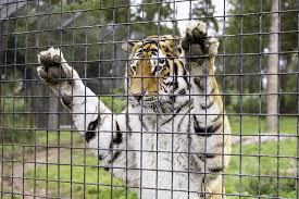 Reasons and Impacts of Keeping Animals in Captivity