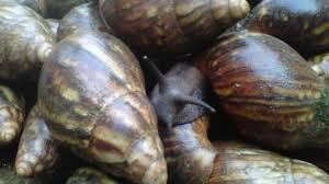 Benefits of Snail Farming Business