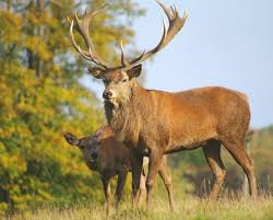 Wild Deer: Description, Health and Nutrition (Feeding)