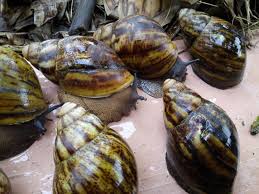 Breeds of Snails and their Origins