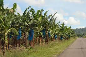 Methods of Controlling High Mat on Plantain