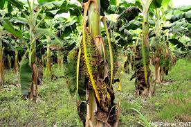 Disease and Pest Control of Plantain