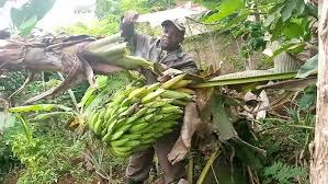 Methods of Harvesting of Plantain Bunches