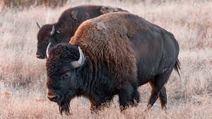 All you need to know about the Wild Bison