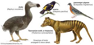 Animals Extinction in the Wild
