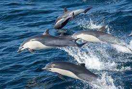 All you need to know about Wild Dolphins
