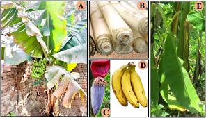 Introduction and Morphology of Plantain