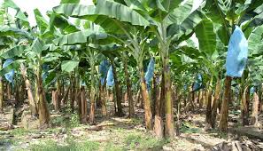 Recommended Plantain’s Climatic Requirement