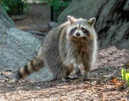 Wild Raccoon: History, Description and Nutrition