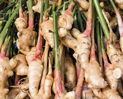 10 Health Benefits of Ginger Plant (Zingiber officinale)