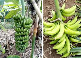List of Plantain Cultivars (Musa spp.)