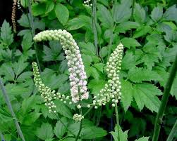 Actée à grappes noires, l'Importance et les Avantages pour la Santé