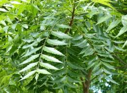 Health Benefits of Neem Tree 