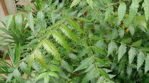Health Benefits of Neem Tree 