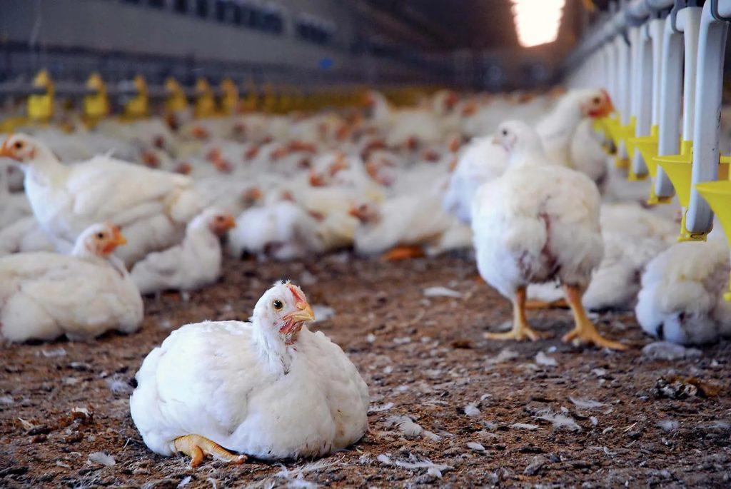 Poultry Farming Business in Nigeria: How to Start and Make Profit