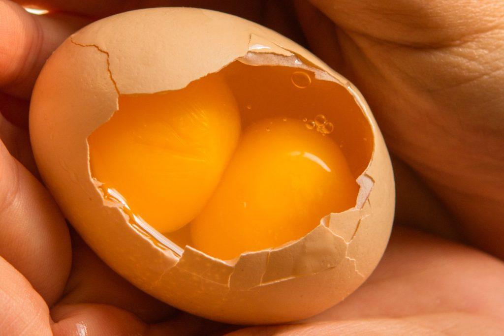 How Double Yolk Eggs are Formed in Female Chickens (Hen/Layers)